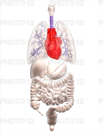 Biomedical illustration showing human internal organs with heart indicated in red. 
Photo : Calysta Images