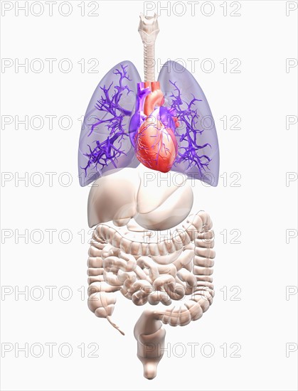 Biomedical illustration showing human internal organs with heart indicated in red and lungs in blue. 
Photo : Calysta Images