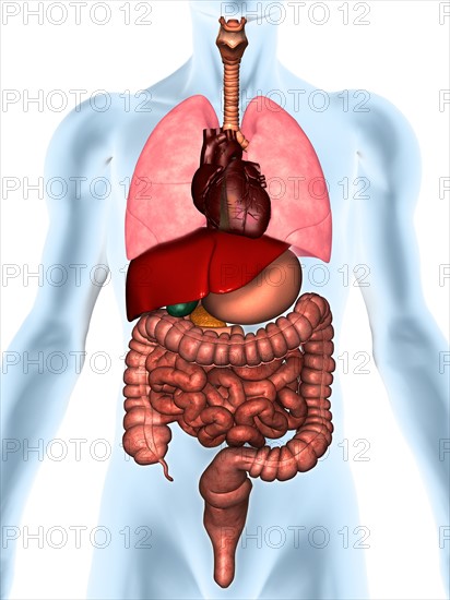 Digitally generated image of inner human organs. 
Photo: Calysta Images