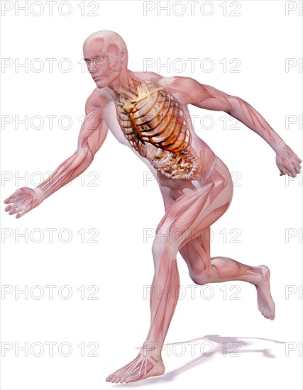 Digitally generated image of running human representation with inner human muscle visible. 
Photo : Calysta Images