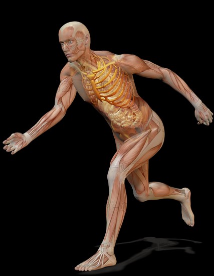 Digitally generated image of running human representation with inner human muscle visible. 
Photo : Calysta Images