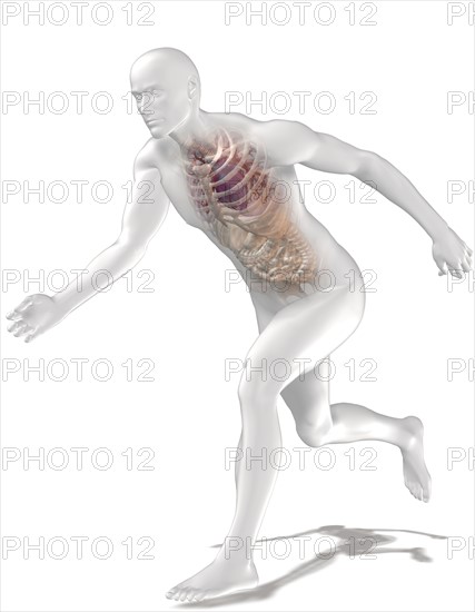 Digitally generated image of running human representation with inner human organs visible. 
Photo : Calysta Images