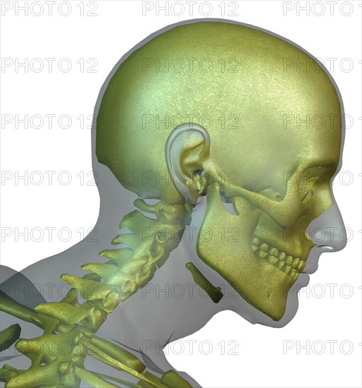 Digitally generated image of human head with human skull visible. 
Photo: Calysta Images