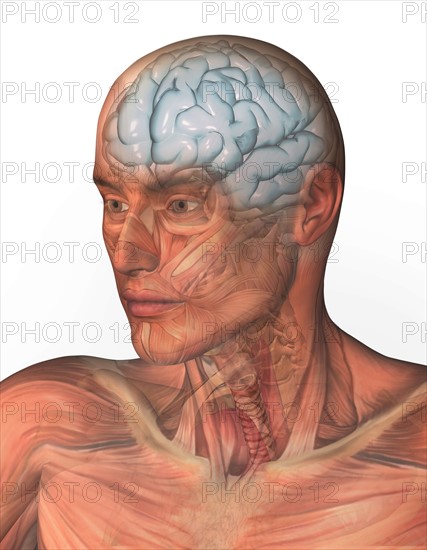 Digitally generated image of human head with inner human organs visible. 
Photo : Calysta Images