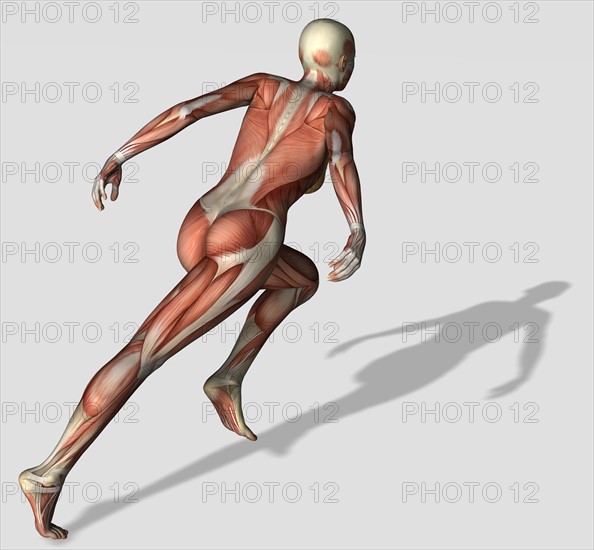 Digitally generated image of running human representation with human muscles visible. 
Photo : Calysta Images