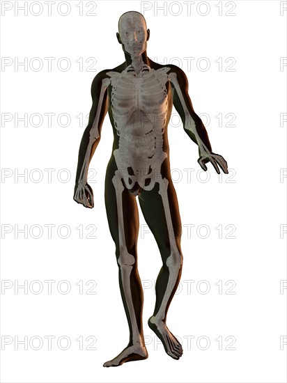 Digitally generated image of walking human representation with human skeleton visible. 
Photo : Calysta Images