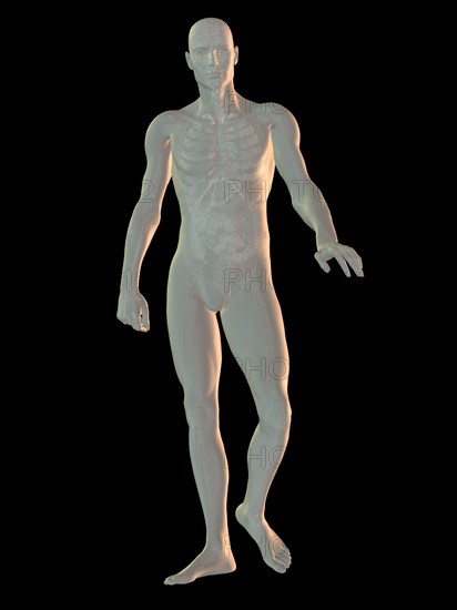 Digitally generated image of walking human representation with inner human organs visible. 
Photo : Calysta Images
