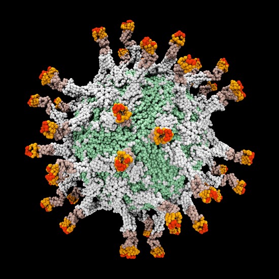 Digitally generated image of 3D molecular model of polio virus. 
Photo : Calysta Images