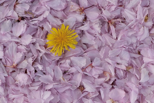 Studio shot of Sonchus flower head on rose petals. 
Photo : Calysta Images
