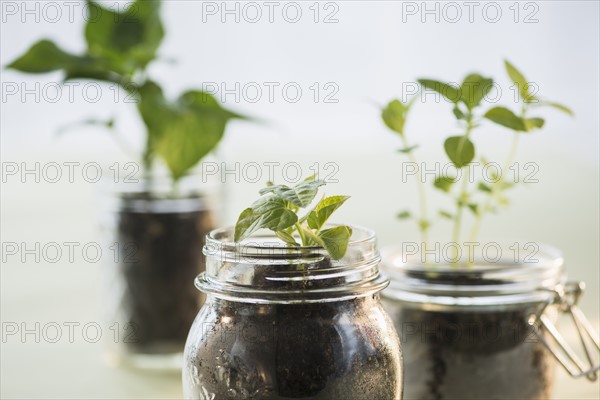 Studio shot of seedlings in jars.