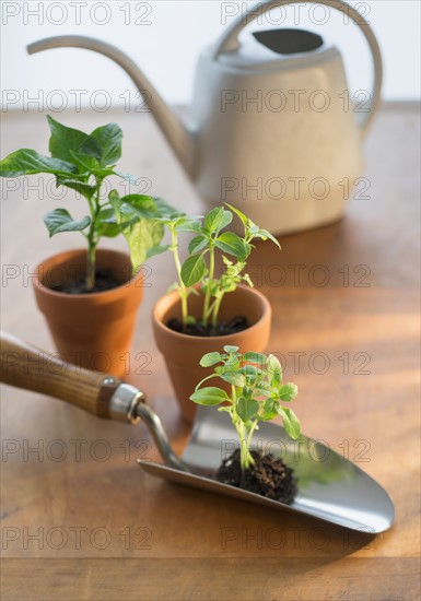 Soil and seedlings on spade and in flower pots.