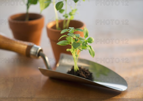 Soil and seedlings on spade and in flower pots.