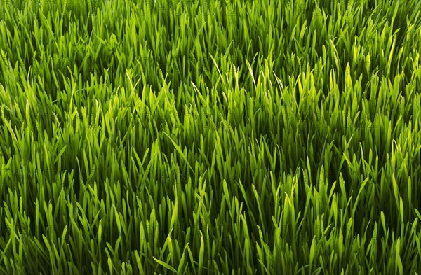 Close-up of green grass.