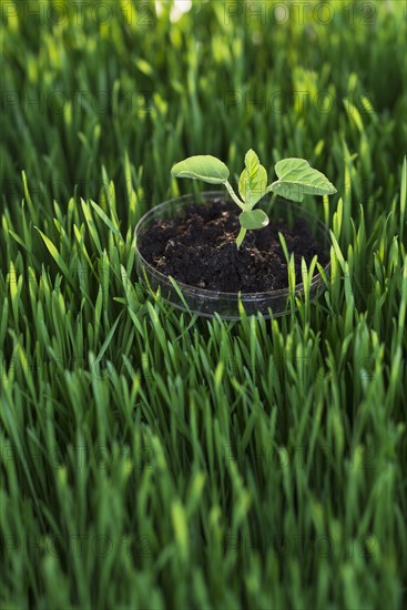 Seedling on petri dish in grass.