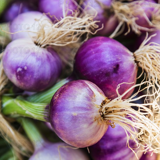 Close-up shot of red onions.