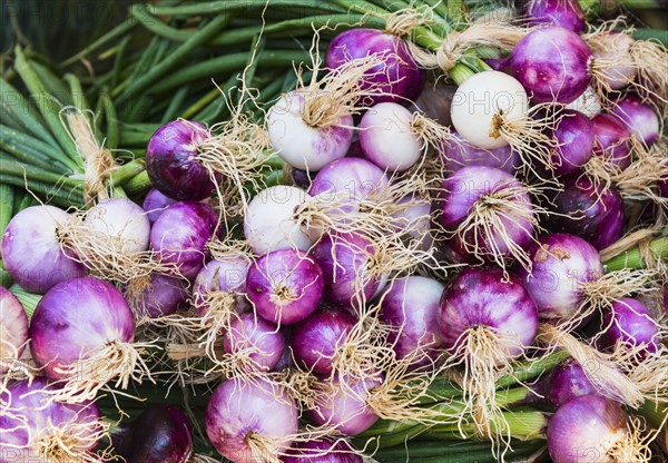 Close-up shot of red onions.