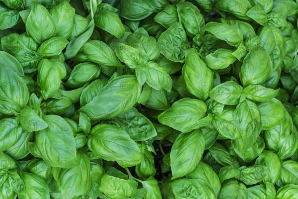 Fresh basil.