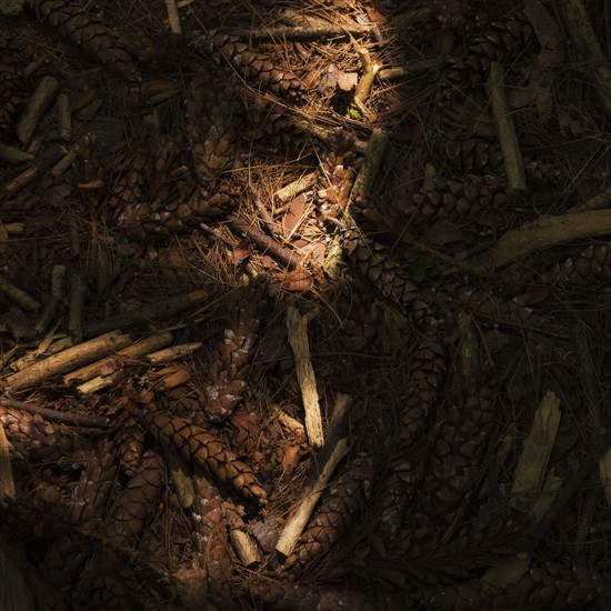 Pine cones on forest bed. Photo : Daniel Grill