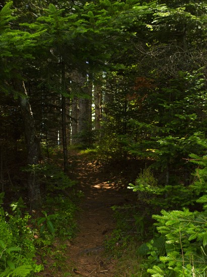 Firebreak in pine forest. Photo : Daniel Grill