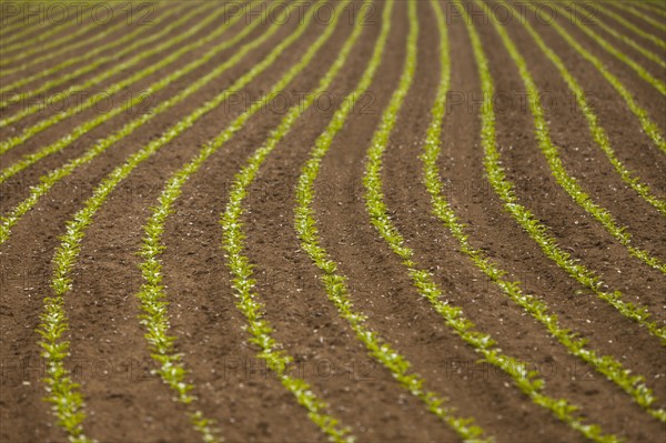 France, Rocroi, Field with sprouting corn. Photo : Mike Kemp