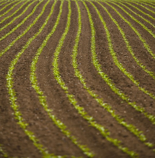 France, Rocroi, Field with growing vegetables. Photo : Mike Kemp