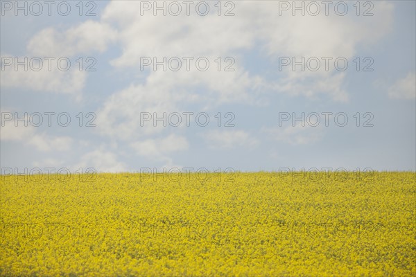 France, Rocroi, Field of blooming rape. Photo : Mike Kemp