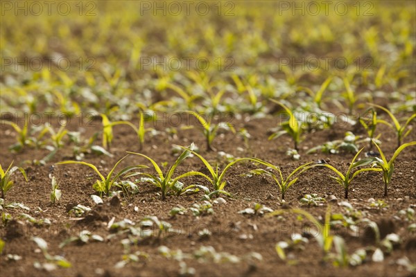 Close-up of sprouting corn. Photo : Mike Kemp