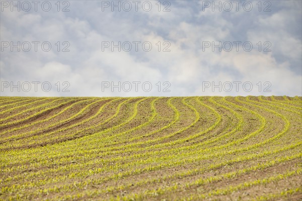 France, Rocroi, Field with sprouting croon. Photo: Mike Kemp
