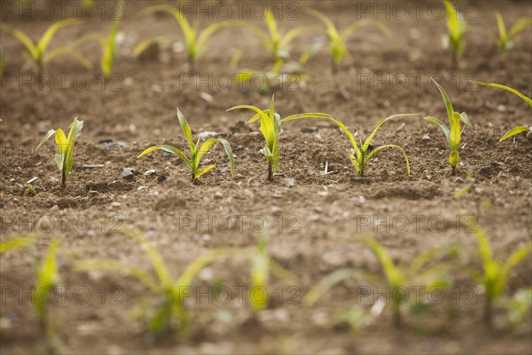 Close-up of sprouting corn. Photo : Mike Kemp