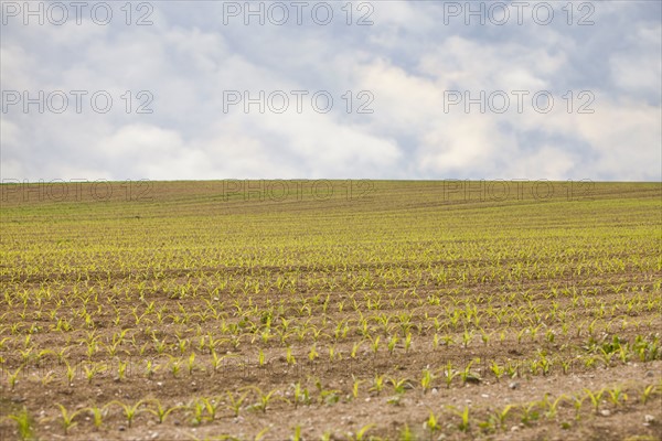 France, Rocroi, Field with sprouting corn. Photo : Mike Kemp