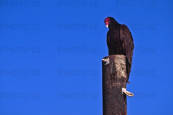 Mexico, Turkey Vulture perching on pole. Photo : DKAR Images