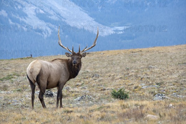 USA, Colorado, Rocky Mountains National Park, Stag looking away. Photo : Mark de Leeuw