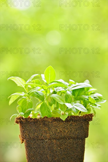 Sweet basil seedlings. Photo: Elena Elisseeva