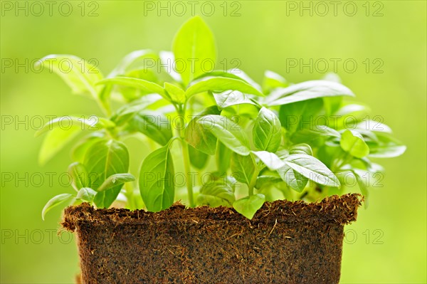 Sweet basil seedlings. Photo: Elena Elisseeva