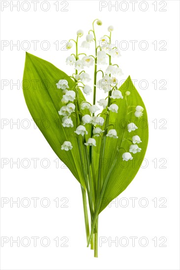 Lily of the valley, studio shot. Photo: Elena Elisseeva