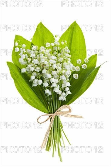 Lily of the valley, studio shot. Photo : Elena Elisseeva