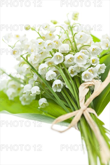 Lily of the valley, studio shot. Photo : Elena Elisseeva