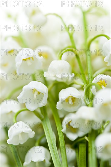 Lily of the valley, studio shot. Photo : Elena Elisseeva