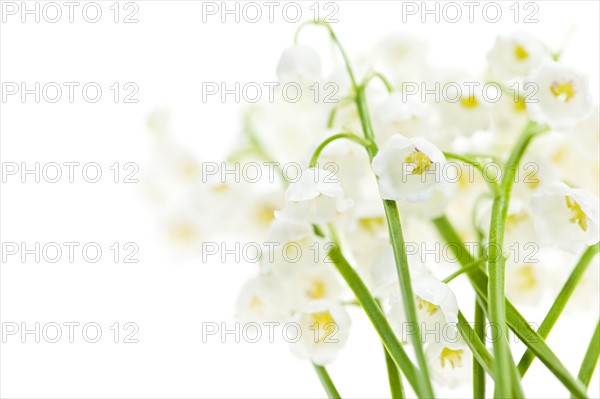 Lily of the valley, studio shot. Photo: Elena Elisseeva