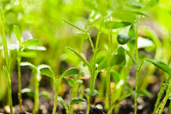 Close-up of sprouts. Photo: Elena Elisseeva