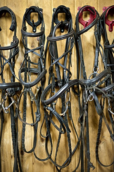 Bridles hanging in stable. Photo : Elena Elisseeva