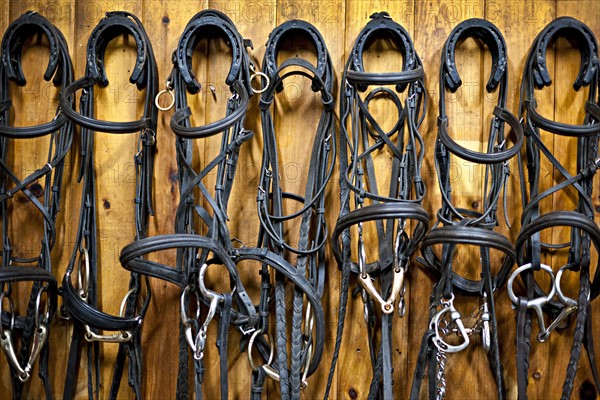 Bridles hanging in stable. Photo: Elena Elisseeva