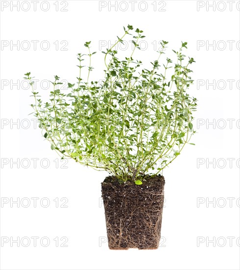 Thyme on white background. Photo : Elena Elisseeva