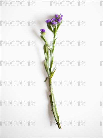 Blue flower on white background, studio shot. Photo : Jessica Peterson