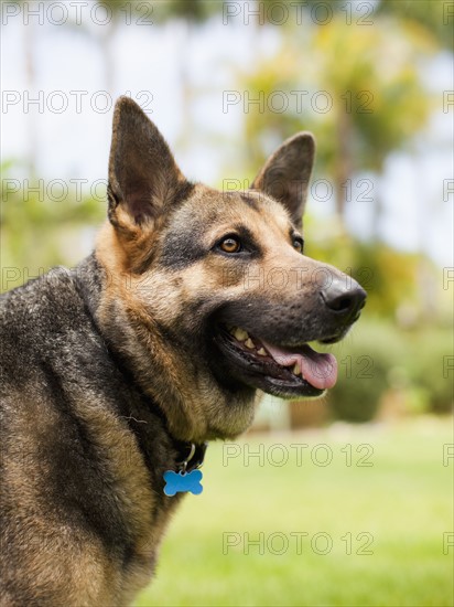 German Shepard. Photo : Jessica Peterson