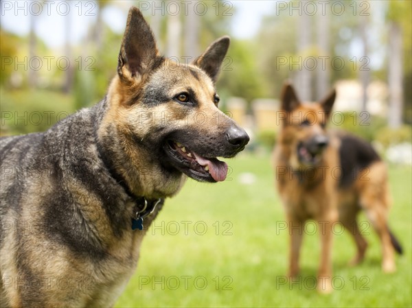 German Shepard. Photo : Jessica Peterson