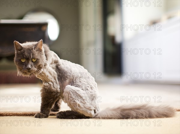 Partly shaved cat looking at camera. Photo : Jessica Peterson