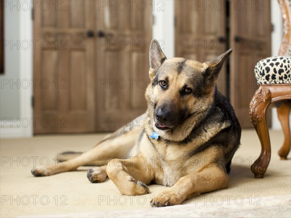 Portrait of German Shepard. Photo: Jessica Peterson