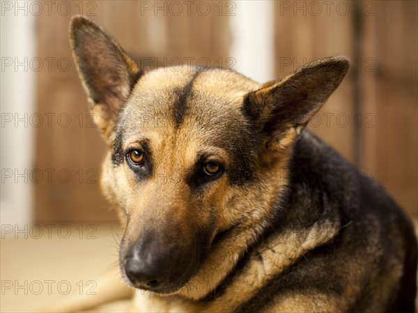 Portrait of German Shepard. Photo: Jessica Peterson