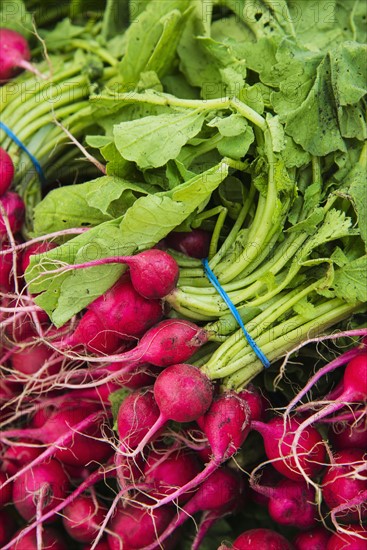 Bunches of radish.